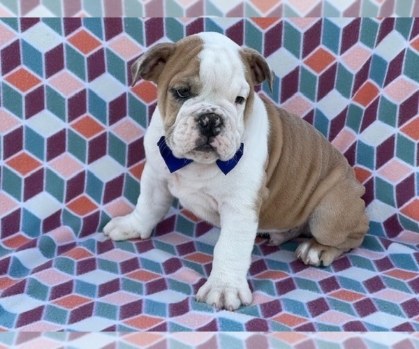 Medium Photo #4 Bulldog Puppy For Sale in LANCASTER, PA, USA