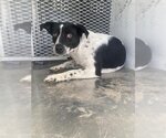 Small Photo #1 Australian Cattle Dog-Unknown Mix Puppy For Sale in Bakersfield, CA, USA
