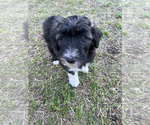 Small Photo #17 Aussiedoodle Puppy For Sale in JACKSONVILLE, NC, USA