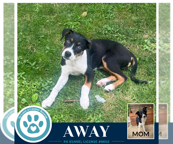Medium Photo #6 Borador Puppy For Sale in Kimberton, PA, USA