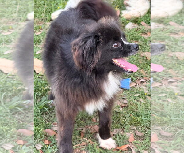 Medium Photo #5 Chiranian Puppy For Sale in Oakhurst, NJ, USA