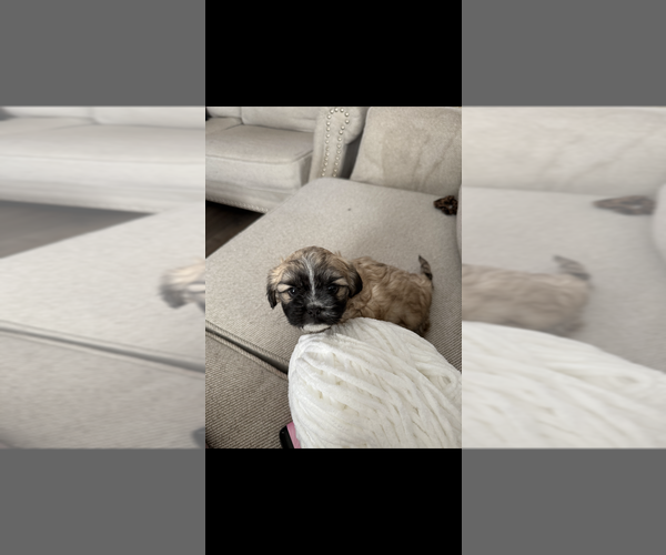 Medium Photo #1 Shorkie Tzu Puppy For Sale in COLORADO SPRINGS, CO, USA