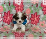 Small Photo #3 ShihPoo Puppy For Sale in LANCASTER, PA, USA