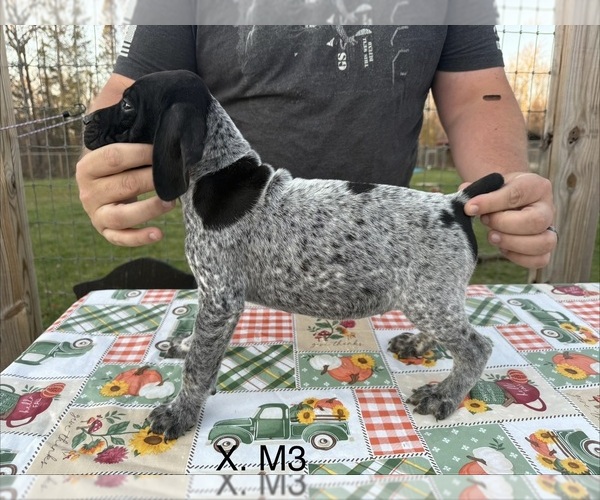 Medium Photo #20 German Shorthaired Pointer Puppy For Sale in ARGONNE, WI, USA