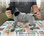 Puppy Puppy 4 German Shorthaired Pointer