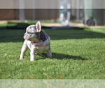 Small Photo #7 French Bulldog Puppy For Sale in RIVERSIDE, CA, USA