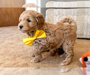 Goldendoodle (Miniature) Puppy for sale in ROY, UT, USA