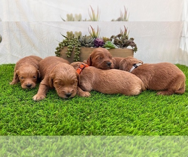 Medium Photo #15 Goldendoodle (Miniature) Puppy For Sale in BAKERSFIELD, CA, USA