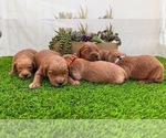 Small #14 Goldendoodle (Miniature)