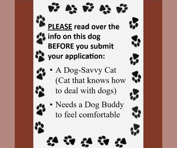 Medium Photo #4 Labrador Retriever-Unknown Mix Puppy For Sale in Fargo, ND, USA