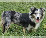 Small #9 Australian Shepherd