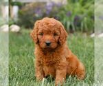 Small Miniature Labradoodle