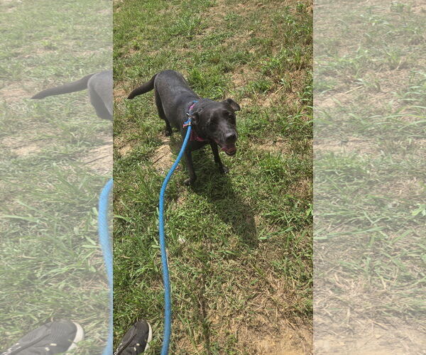Medium Photo #2 Labrador Retriever-Unknown Mix Puppy For Sale in Jackson, MS, USA