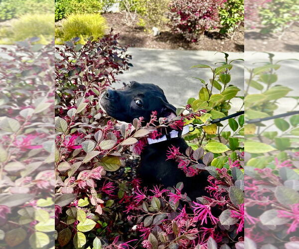 Medium Photo #10 Mutt Puppy For Sale in Mooresville, NC, USA