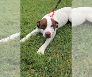 American Pit Bull Terrier-Unknown Mix Dogs for adoption in Linton, IN, USA