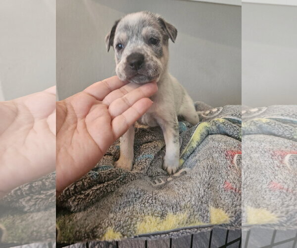 Medium Photo #3 Labrador Retriever-Red Heeler Mix Puppy For Sale in The Woodlands, TX, USA