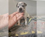 Small #2 Labrador Retriever-Red Heeler Mix