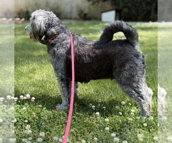 Medium Photo #2 Mutt Puppy For Sale in Yardley, PA, USA