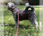 Small #1 Mutt