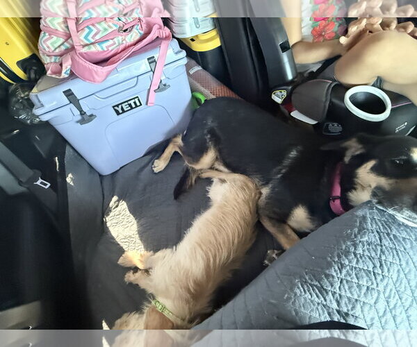 Medium Photo #3 Mutt Puppy For Sale in Phoenix, AZ, USA