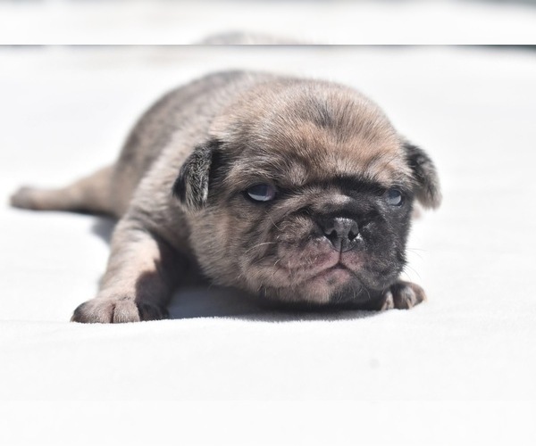 Medium Photo #1 Pug Puppy For Sale in PALM COAST, FL, USA