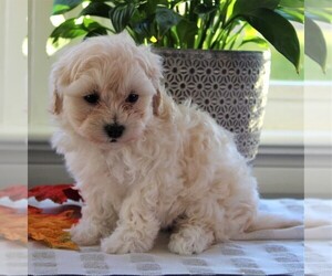 Maltipoo Puppy for sale in MANHEIM, PA, USA