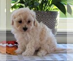 Small Photo #1 Maltipoo Puppy For Sale in MANHEIM, PA, USA