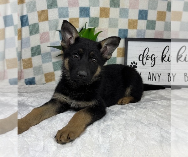 Medium Photo #2 German Shepherd Dog Puppy For Sale in FRANKLIN, IN, USA