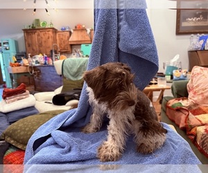 Medium King Schnauzer