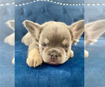 Small Photo #9 French Bulldog Puppy For Sale in SALT LAKE CITY, UT, USA