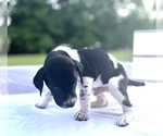 Small Photo #8 German Shorthaired Pointer Puppy For Sale in CORBIN, KY, USA