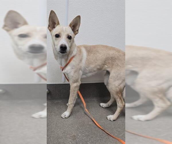 Medium Photo #1 Siberian Husky-Whippet Mix Puppy For Sale in HESPERIA, CA, USA