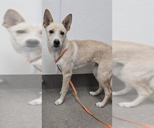 Siberian Husky-Whippet Mix Dogs for adoption in HESPERIA, CA, USA