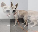 Small Siberian Husky-Whippet Mix