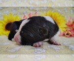 Small #26 Border Collie