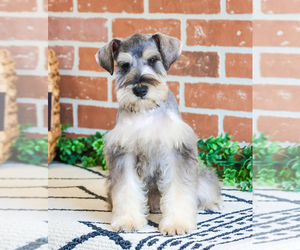 Schnauzer (Miniature) Puppy for sale in SYRACUSE, IN, USA