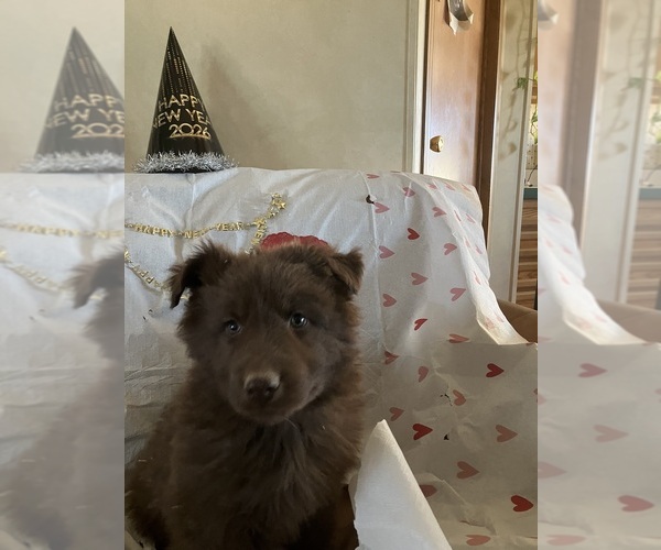 Medium Photo #4 German Shepherd Dog Puppy For Sale in FORT COLLINS, CO, USA