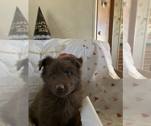 Medium German Shepherd Dog