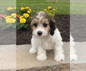 Cavachon Puppy for sale in CANOGA, NY, USA