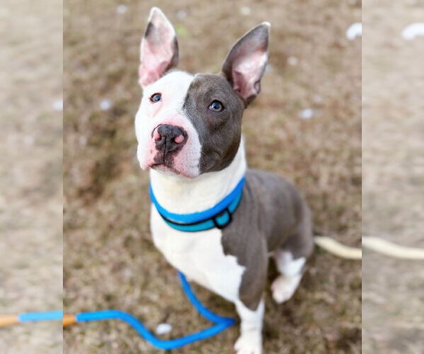 Medium Photo #2 American Pit Bull Terrier-Unknown Mix Puppy For Sale in Boonton, NJ, USA