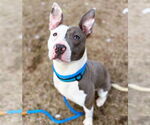 Small #1 American Pit Bull Terrier Mix
