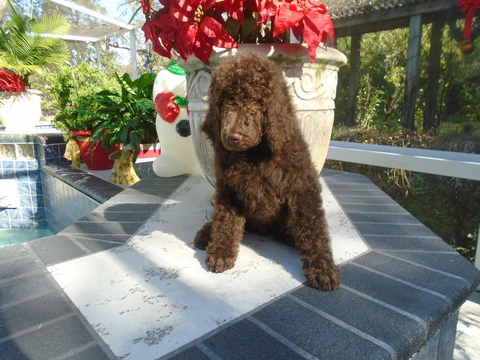 Medium Photo #1 Poodle (Standard) Puppy For Sale in SPRING HILL, FL, USA