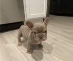 Small #2 French Bulldog