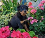 Small Photo #5 Rottweiler Puppy For Sale in WITHEE, WI, USA