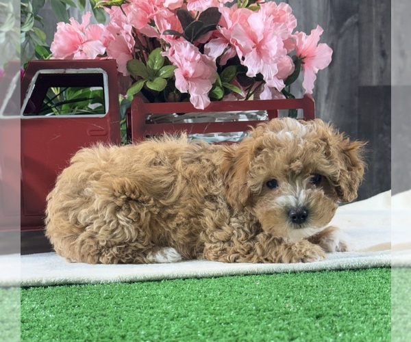 Medium Photo #4 Poodle (Toy) Puppy For Sale in CANOGA, NY, USA