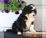 Small #2 Bernedoodle (Miniature)