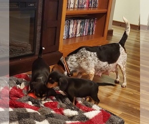 Mother of the Beagle puppies born on 11/22/2025