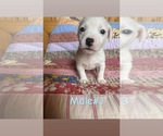 Small #4 Jack Russell Terrier