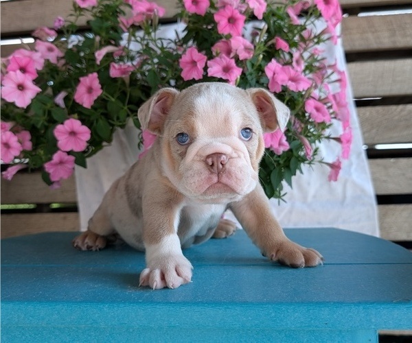 Medium Photo #11 English Bulldog Puppy For Sale in GOSHEN, IN, USA