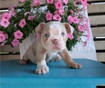 Small #10 English Bulldog